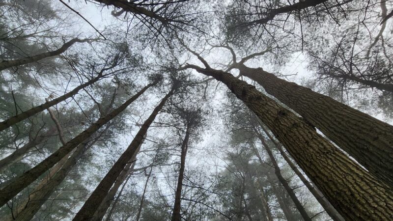 Prosser Pines Nature Preserve - Middle Island, NY