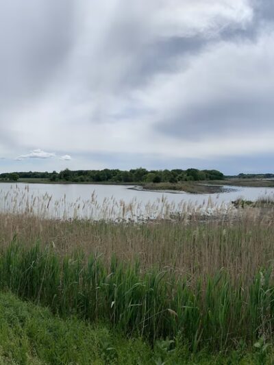 Augustine Wildlife Area - Middletown, DE