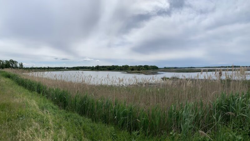 Augustine Wildlife Area - Middletown, DE