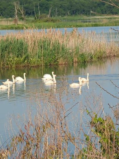 Augustine Wildlife Area - Middletown, DE