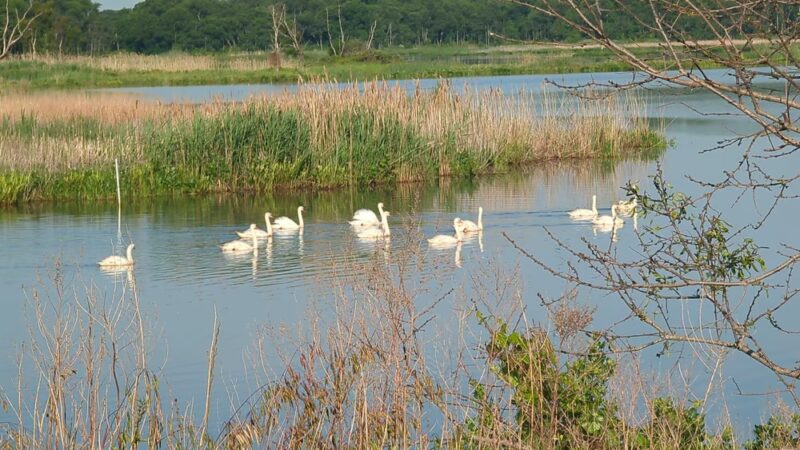 Augustine Wildlife Area - Middletown, DE