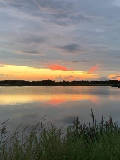 Augustine Wildlife Area - Middletown, DE