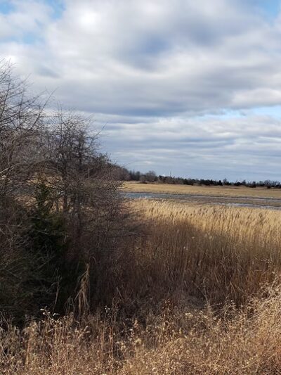 Augustine Wildlife Area - Middletown, DE