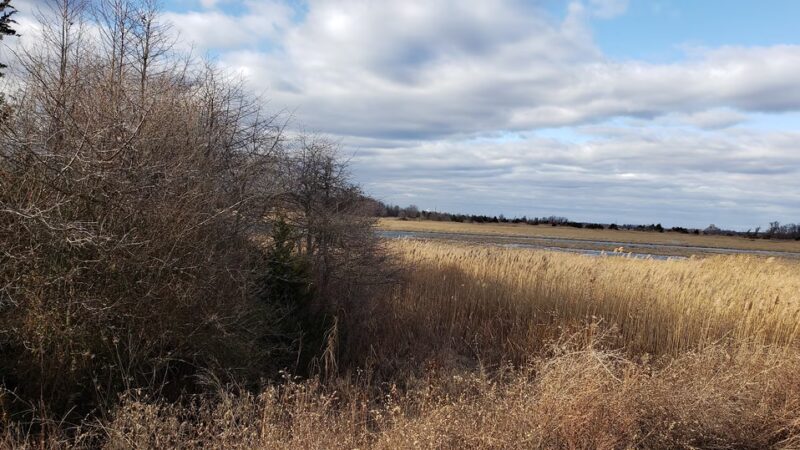 Augustine Wildlife Area - Middletown, DE