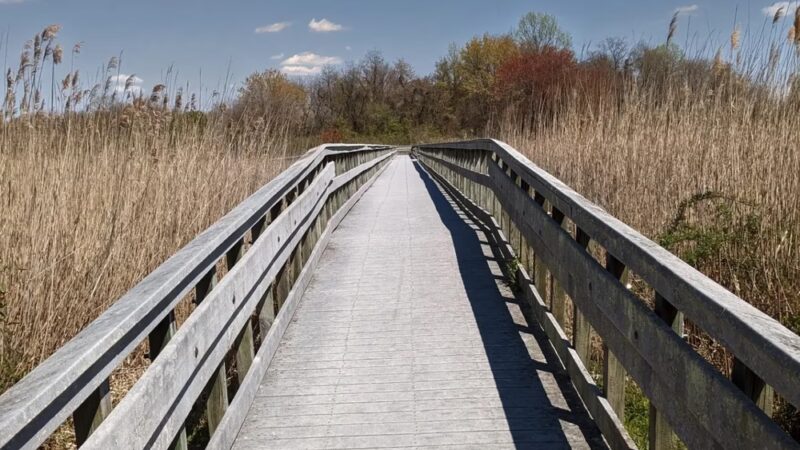 Augustine Wildlife Area - Middletown, DE