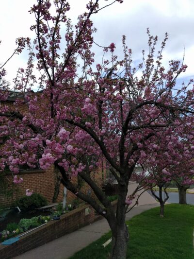 Oak Hills Park - Middletown, PA