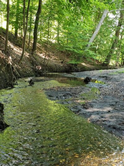 Poricy Park Fossil Beds - Middletown Township, NJ