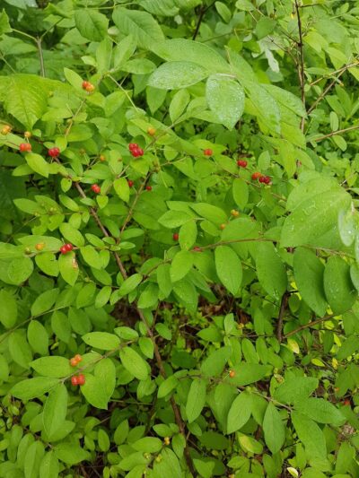 Truck Rest Area - Middletown, VA