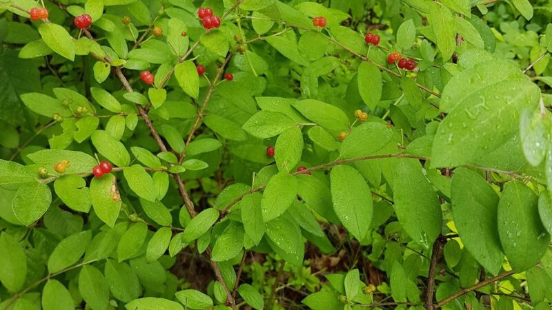 Truck Rest Area - Middletown, VA