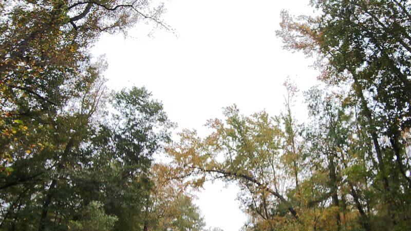 Fall Line Trace Psalmond RD - Midland, GA