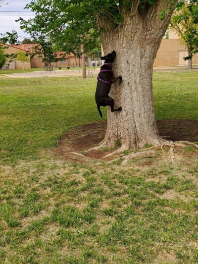 Haley Park - Midland, TX