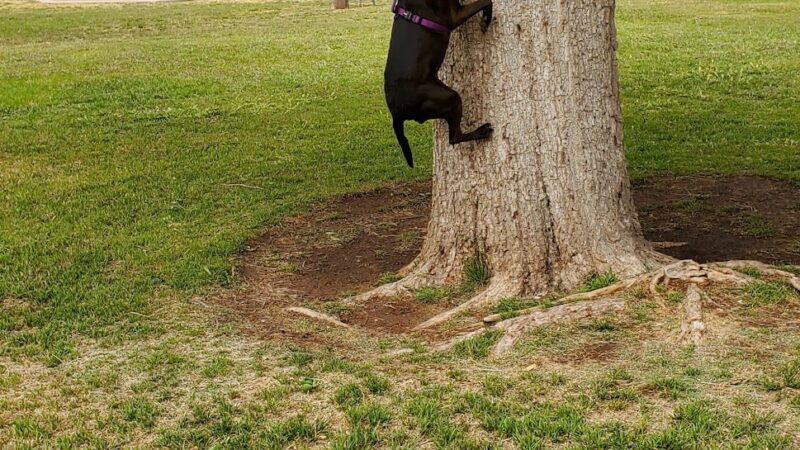 Haley Park - Midland, TX