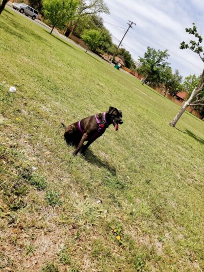 Haley Park - Midland, TX