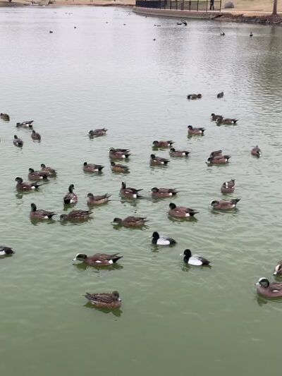 Wadley-Barron Park - Midland, TX