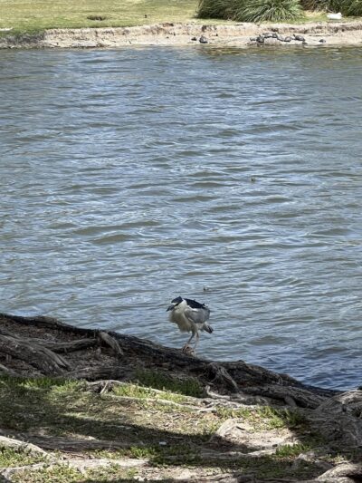Wadley-Barron Park - Midland, TX
