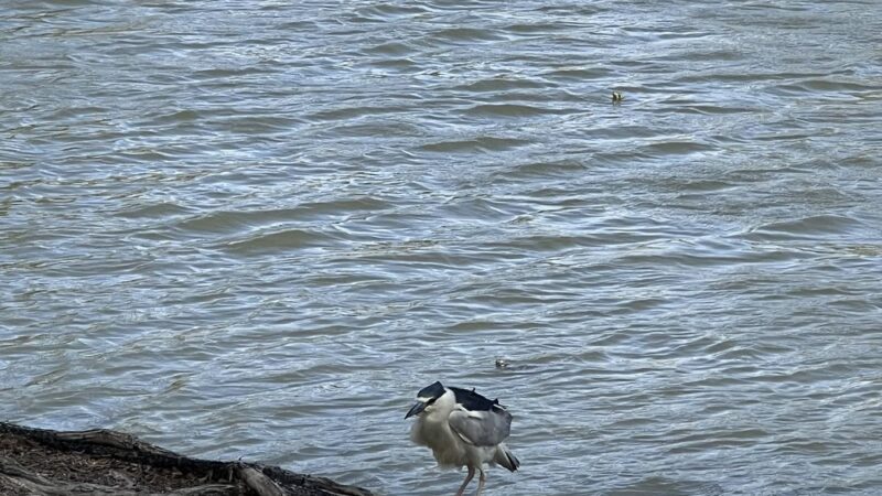 Wadley-Barron Park - Midland, TX