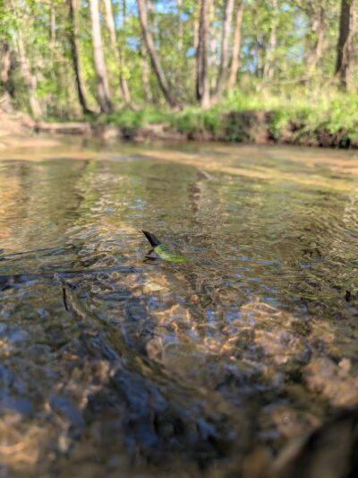 Clarendon Park - Midlothian, VA