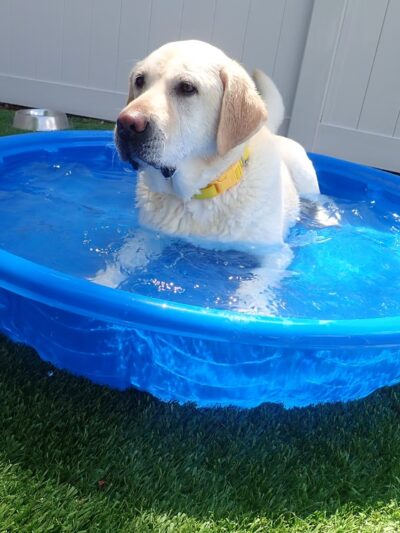 Dogtopia of Midlothian - Midlothian, VA