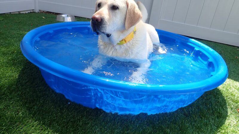 Dogtopia of Midlothian - Midlothian, VA