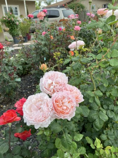 Park West Park - Midway City, CA