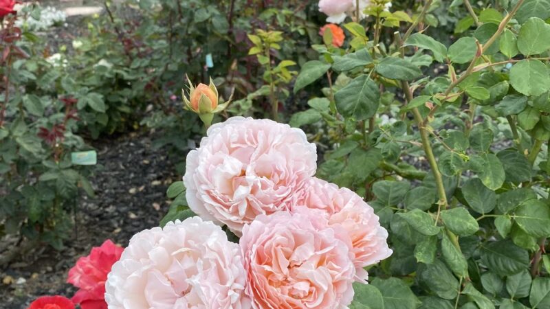 Park West Park - Midway City, CA