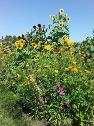 Milbridge Commons Wellness Park - Milbridge, ME