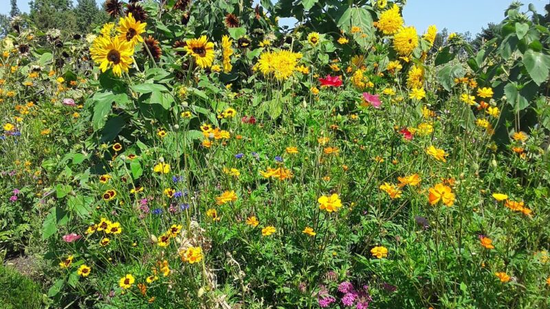 Milbridge Commons Wellness Park - Milbridge, ME
