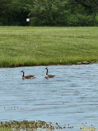Timbered meadows campground - Milford, IL