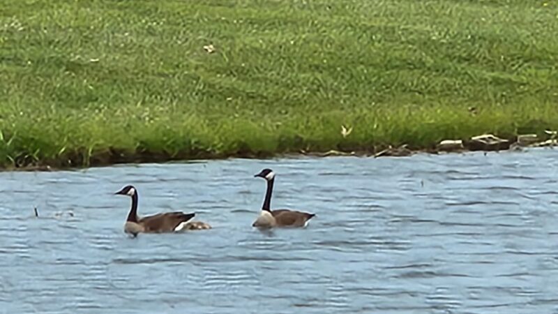 Timbered meadows campground - Milford, IL