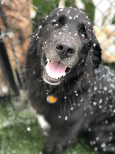 Good Mojo Dog Manor - Milford, NH