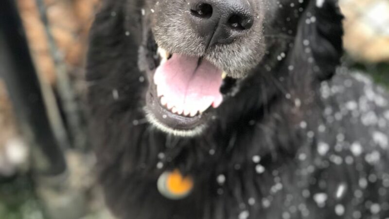 Good Mojo Dog Manor - Milford, NH