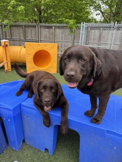 Good Mojo Dog Manor - Milford, NH