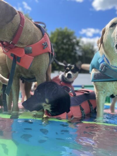 Good Mojo Dog Manor - Milford, NH