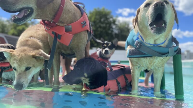 Good Mojo Dog Manor - Milford, NH