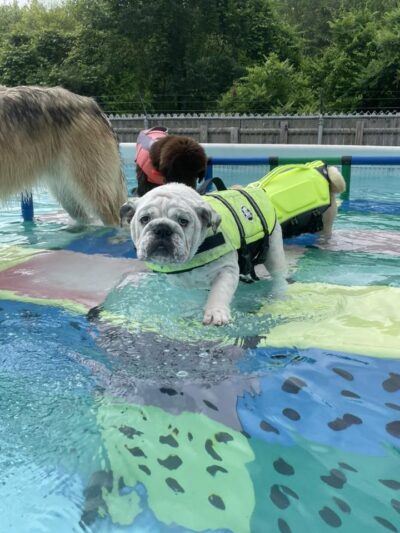 Good Mojo Dog Manor - Milford, NH