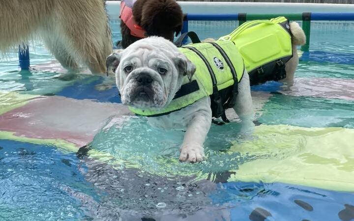 Good Mojo Dog Manor - Milford, NH