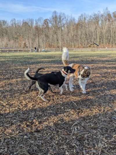 Bark Park at Miami Meadows - Milford, OH