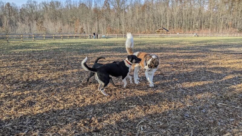 Bark Park at Miami Meadows - Milford, OH
