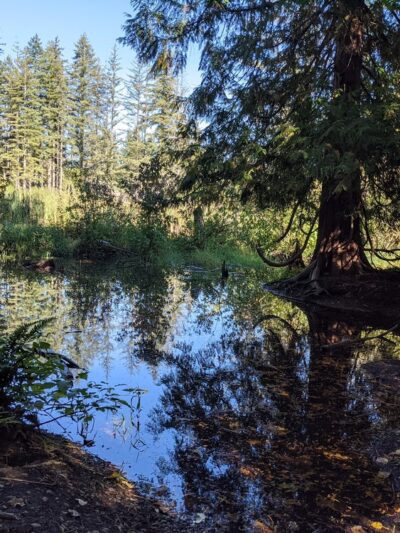 Chatham Park Wetlands Trail - Mill Creek, WA