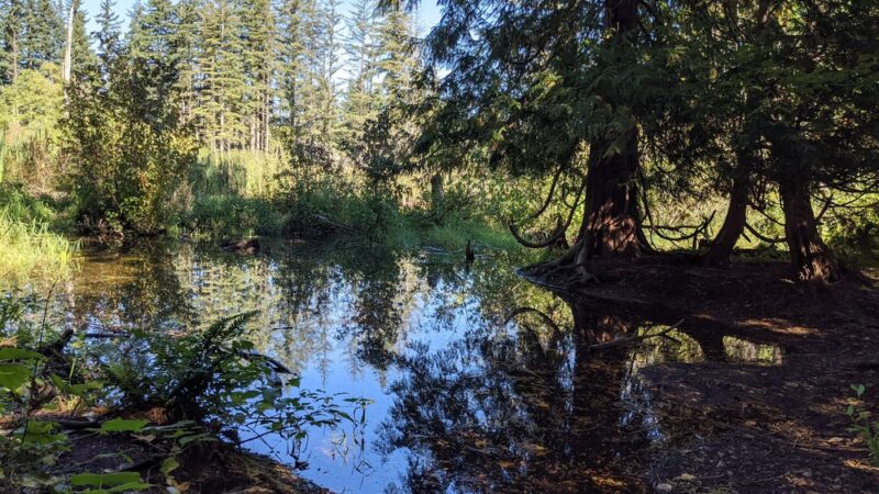Chatham Park Wetlands Trail - Mill Creek, WA