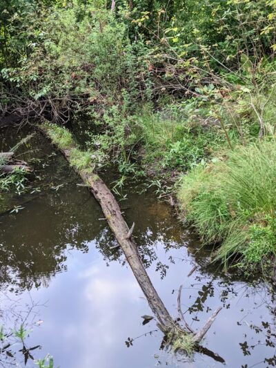 Chatham Park Wetlands Trail - Mill Creek, WA