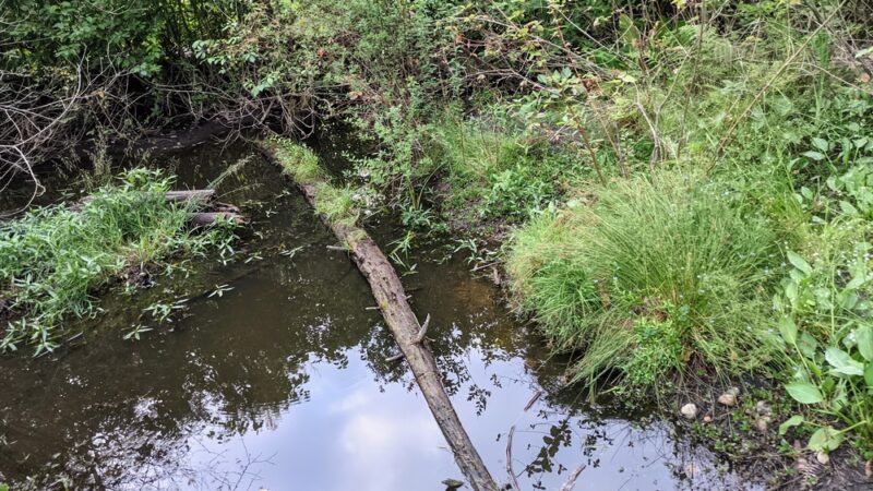 Chatham Park Wetlands Trail - Mill Creek, WA