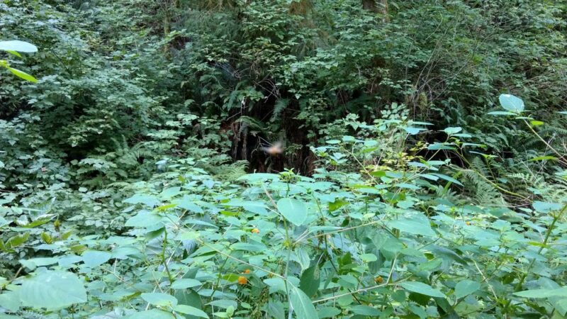 Chopper Park - Mill Creek, WA