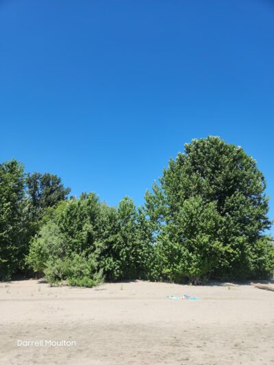 Cottonwood Park - Mill Creek, WA