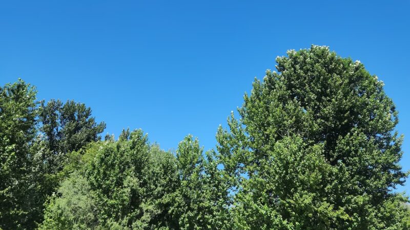 Cottonwood Park - Mill Creek, WA