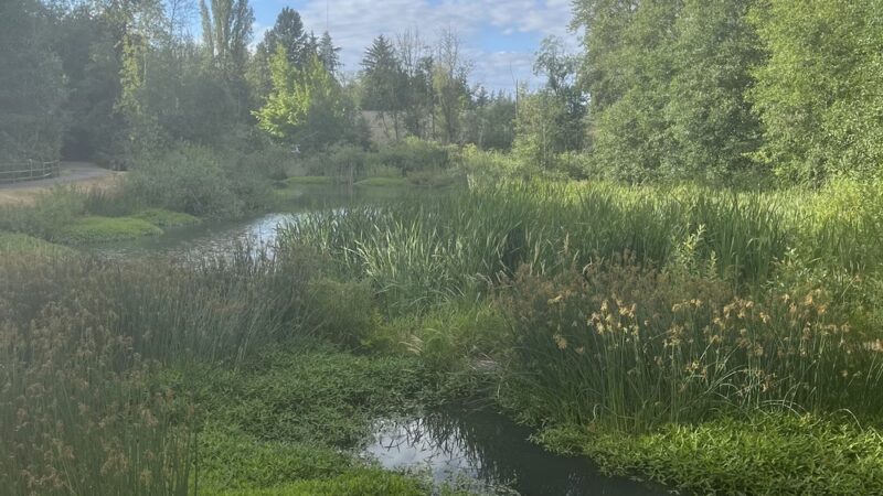 North Creek Trail Pond - Mill Creek, WA