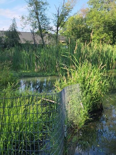 North Creek Trail Pond - Mill Creek, WA