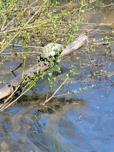 North Creek Trail Pond - Mill Creek, WA