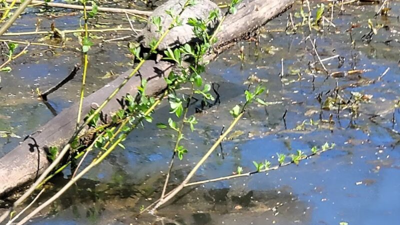 North Creek Trail Pond - Mill Creek, WA