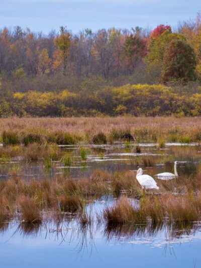 George W. Mead State Wildlife Area - Milladore, WI